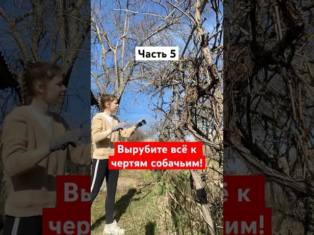 Часть 5. Неравный бой с виноградником. Кто кого? #дача #ремонт #виноград #ремонтсвоимируками