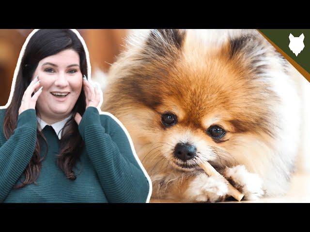 5 Reasons You SHOULD NOT GET A POMERANIAN!