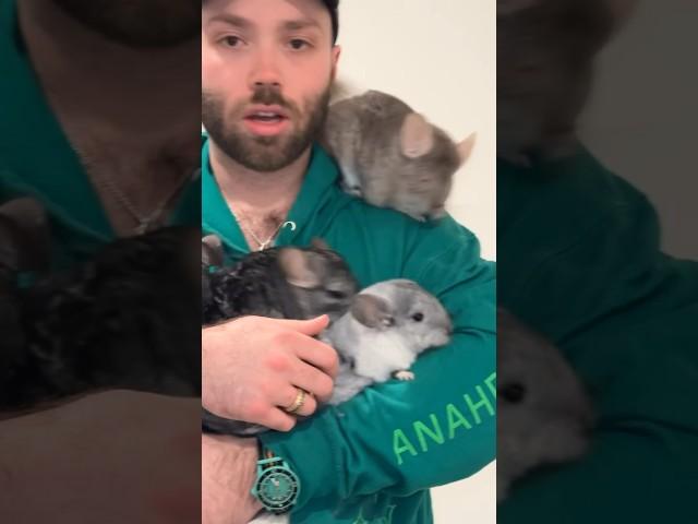 Look at all those chickens… I mean chinchillas 