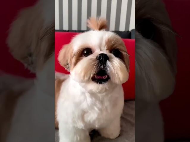 tuk puku dog barking| tukpuku#dogs#tukpuku#puppy