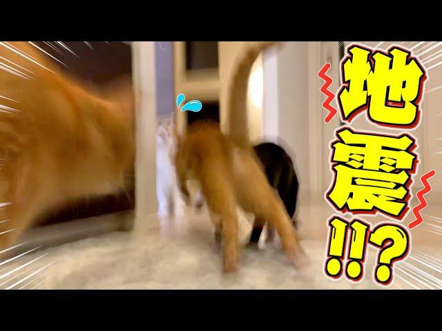 【衝撃】突然の大きな揺れで猫たちが大パニックに！？