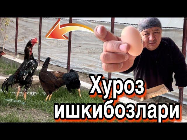 ПАРВОЗЛАР УЧУН АЖОЙИБ ВИДЕО/ХУРОЗ ИШКИБОЗЛАРИ..