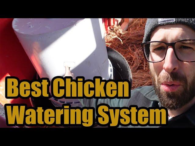 Best Chicken Watering System! - We get 25 Birds!