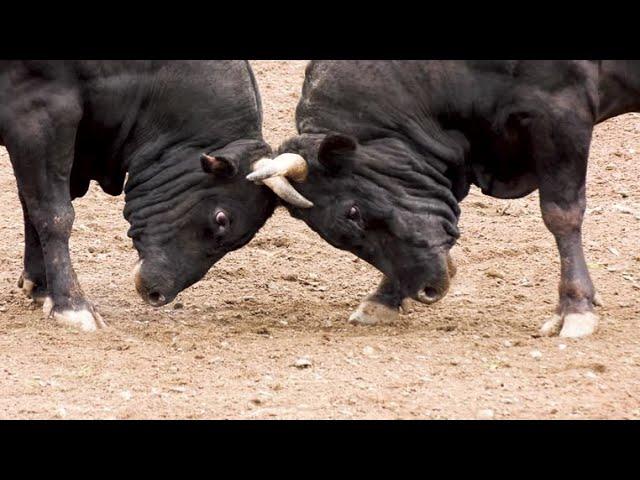 Bull Fighting ##dangerous ##Sandha Fighting