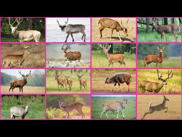 Discover the Most Stunning Deer Species on Earth!