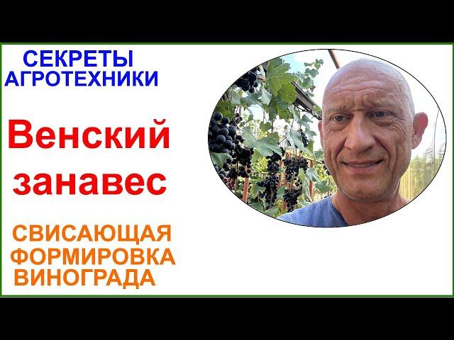 Свисающая формировка винограда "Венский занавес" Просто,удобно,красиво