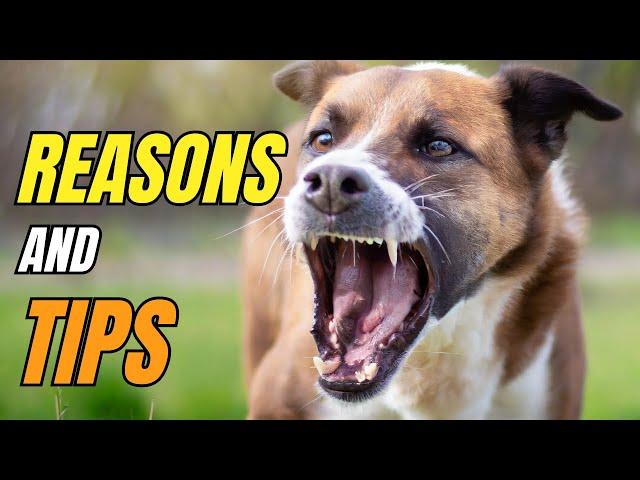 8 REASONS Why Dogs BITE And What You MUST Do About It