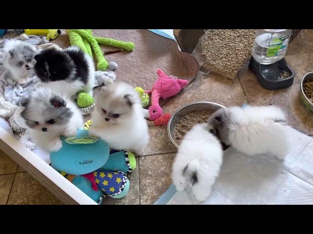 Tiny pom puppies, California Pomeranian breeders