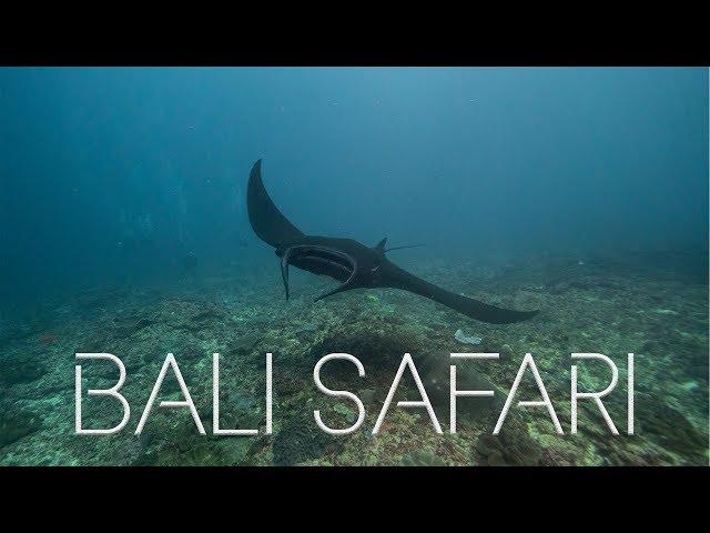 DIVING IN BALI - BALI SAFARI with Dive Concepts