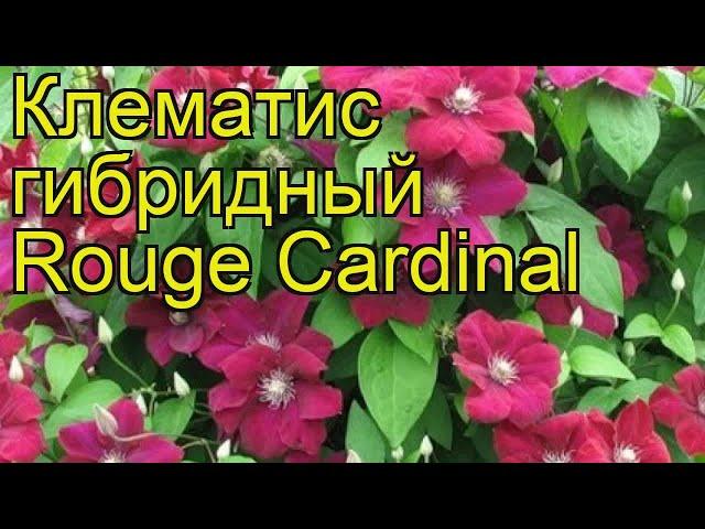 Клематис гибридный Rouge Cardinal. Краткий обзор, описание характеристик