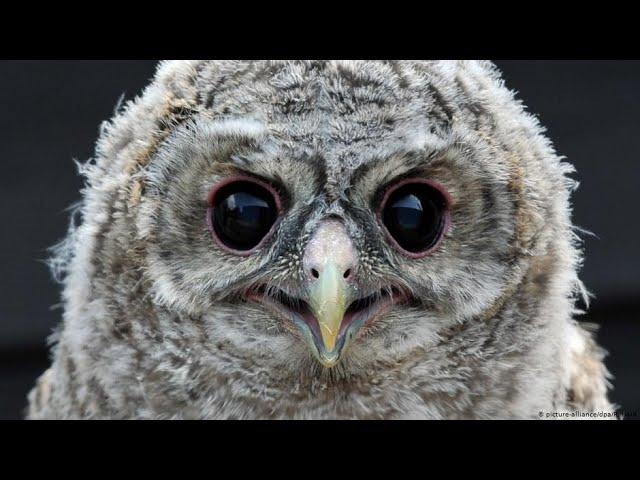 Лесная сова . Forest owl