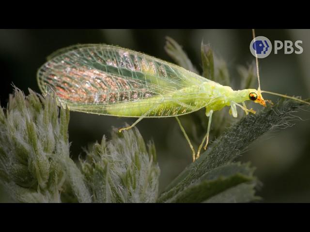 Lacewing LOVE is Noisier Than You Think  | Deep Look