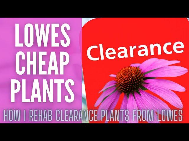 How I REHAB CLEARANCE PLANTS!  || Clearance Plants From Lowes || Cheap Plants