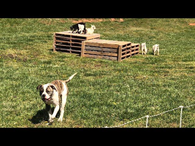 American Bulldog on the Family Farm