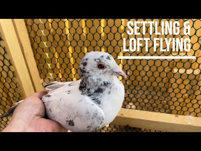 Settling and Loft Flying Young Pigeons