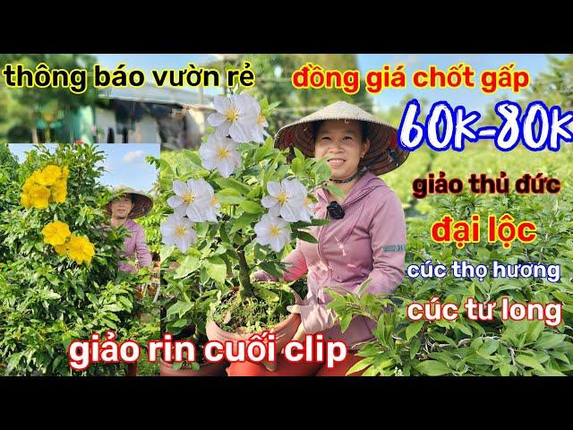 15/11️vườn mai chị Lành️mai ghép chơi tết xổ rẻ thanh lýđồng giá 60kcòn ít, chốt gấp