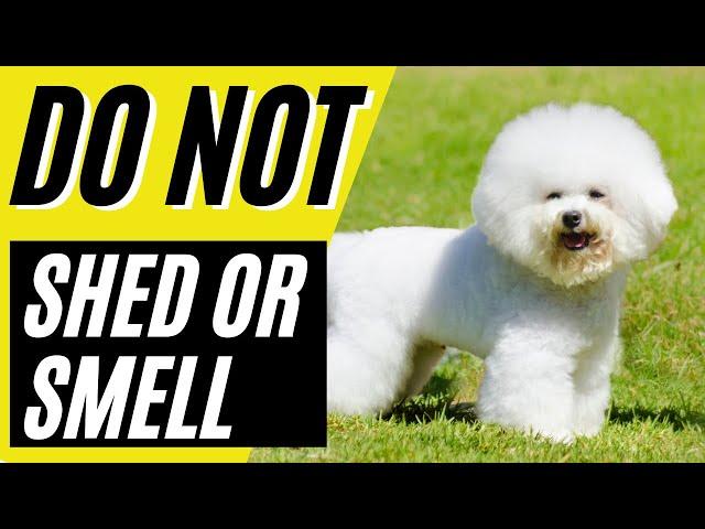 Top 7 Dogs That Don't Shed or Smell | Small Dog Breeds That Don't Shed