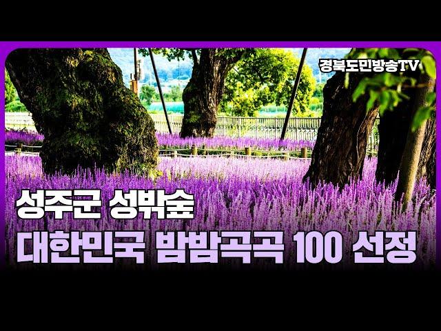 성주군 성밖숲 대한민국 밤밤곡곡 100 선정 경북도민방송TV