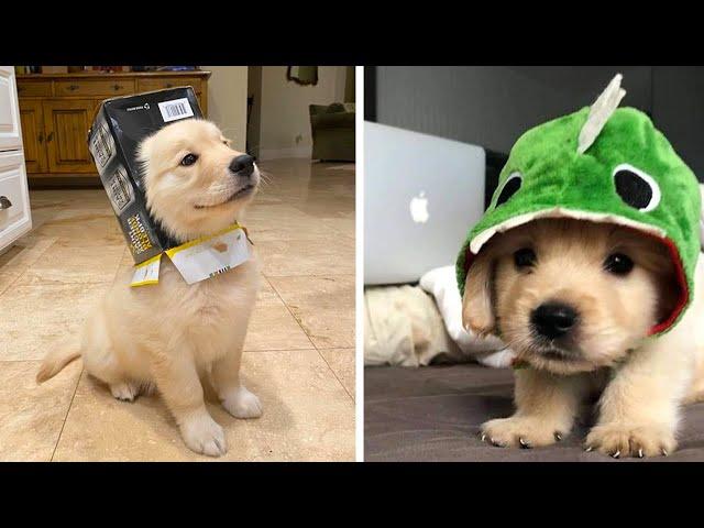 Funny and Cute golden retriever Puppies Compilation #2- Cutest Golden Puppy 2020