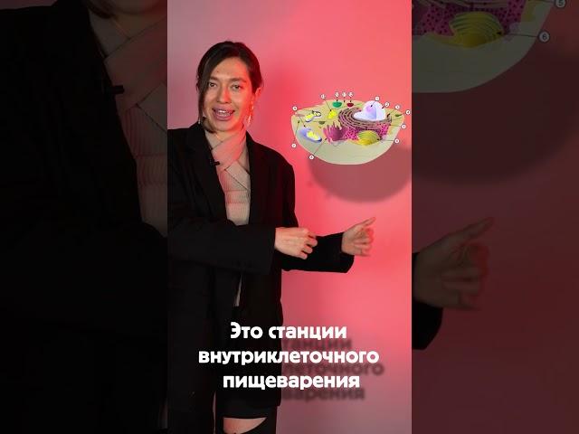 Как не перепутать рибосомы и лизосомы на ОГЭ и ЕГЭ по Биологии?!