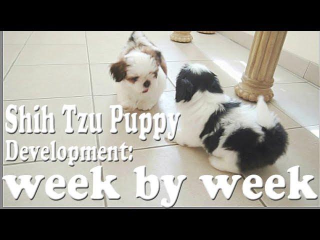 Shih Tzu Puppy Development: week by week