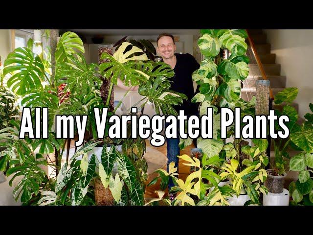 Variegated Plants: Beauty or Overhyped?
