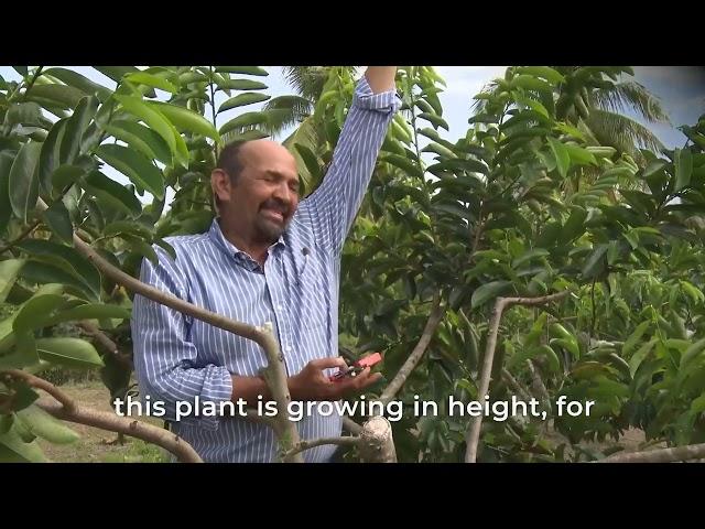 Soursop Production Techniques- A training for Belize