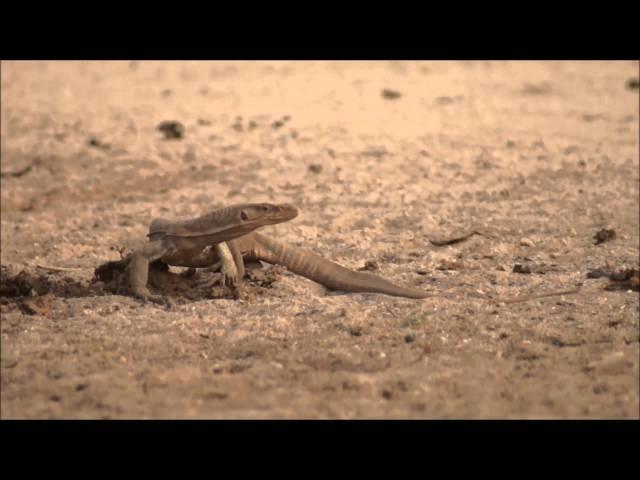 Monitor Lizard - Kachchh ,Gujarat