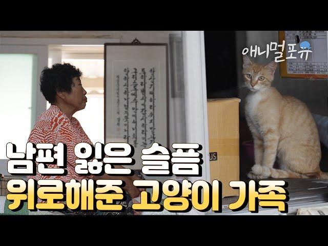 모진 시련 속에서 지친 할머니를 지켜준 고양이 가족의 따뜻한 사랑  I KBS 남도지오그래피 220629 방송