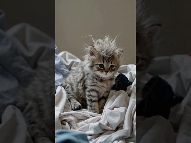 Morning Mess ‍ #Fyp #Viral #Fluffy #KittenLove #MorningMood #BedHead #Catsoftiktok #TooCute #Slee