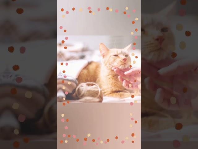 Cat Fever Management #cat #bdvets #cathealth  #cat_fever