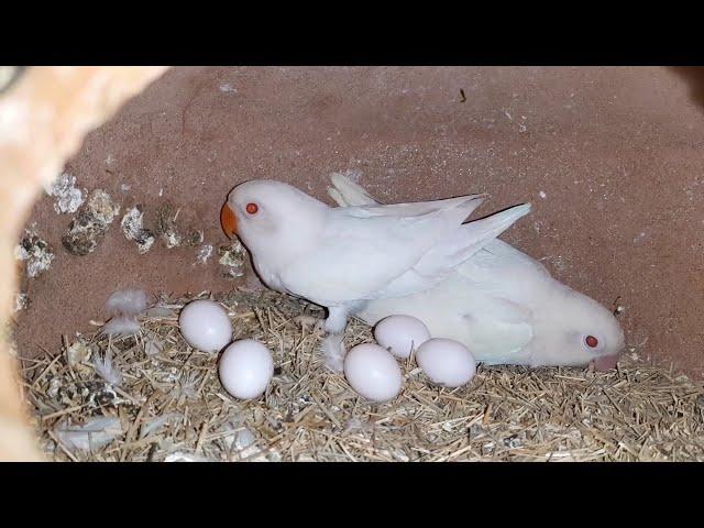 Albino Birds Breeding Setup of Moazzam