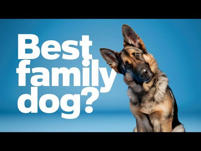 Is a GERMAN SHEPHERD the Perfect Pet for You? | GSD | Dog Training | Puppy Training | Dog Trainer