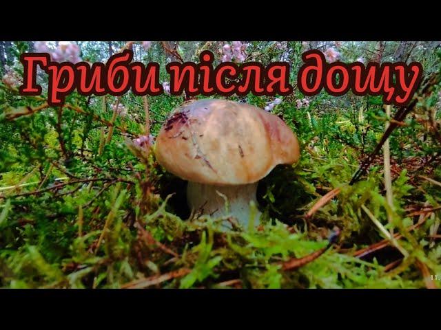 11.09.2024 Перші гриби після дощу на Волині Boletus, mushroom fungi grzyby porcini грибы боровики