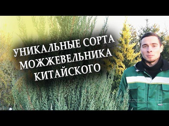 Можжевельник китайский - Juniperus chinensis. Обзор некоторых сортов из коллекции нашего сада!