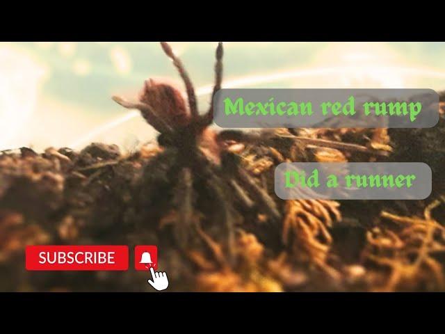 Mexican red rump #tarantula #nature #video #all #wildlife