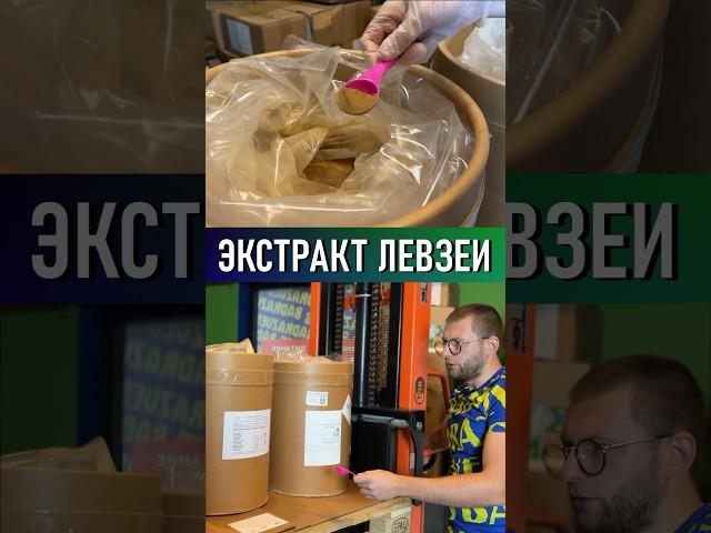 Экстракт левзеи. Маралий корень левзея для спортсменов сафлоровидная. Экдистерон #левзея #badrazves