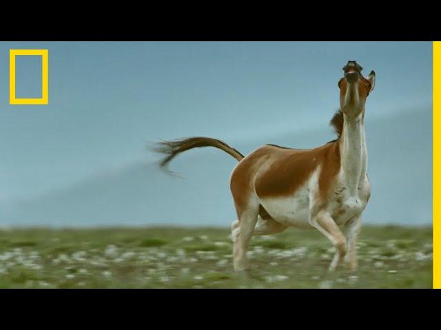 Voici le kiang, le plus grand âne du monde