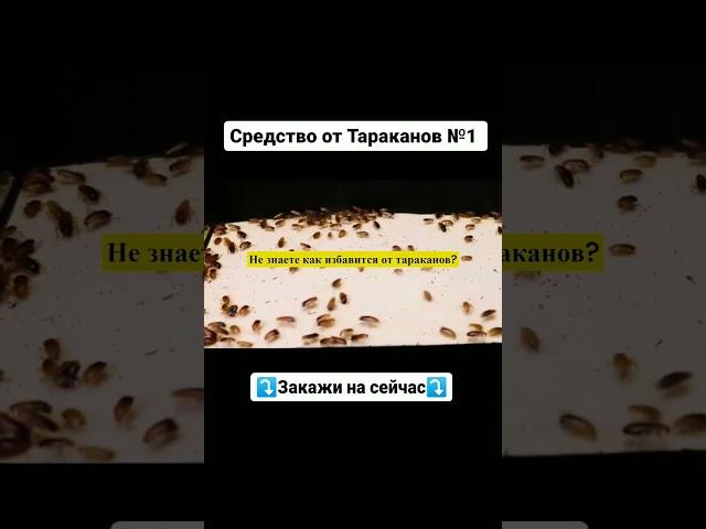 Как вывести Тараканов из квартыры