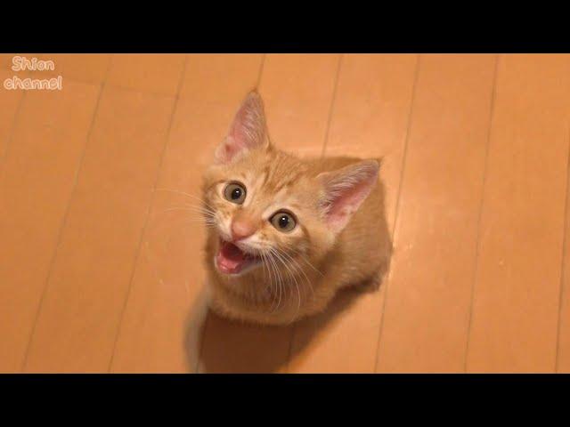 【生後59日】寝る前に指チュパさせて！とおねだりする子猫