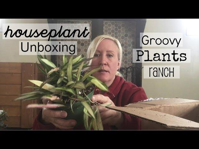 *Re-do Houseplant Unboxing | Groovy Plants Ranch Plant Order | Haul