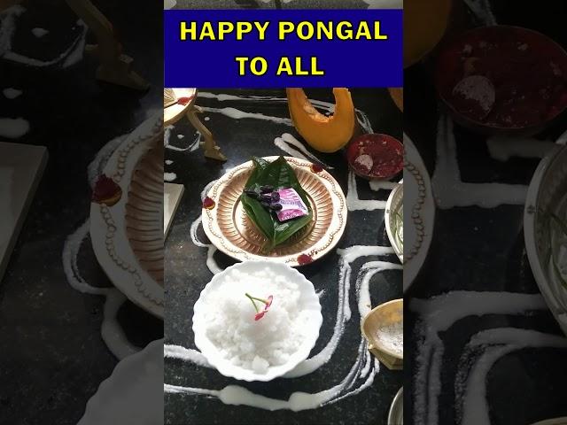 Pongal wishes | pongal celebration | pongal Shorts | sweet pongal