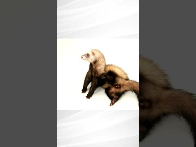 "Ferret Love Lives: Unveiling the Mating Mystery"