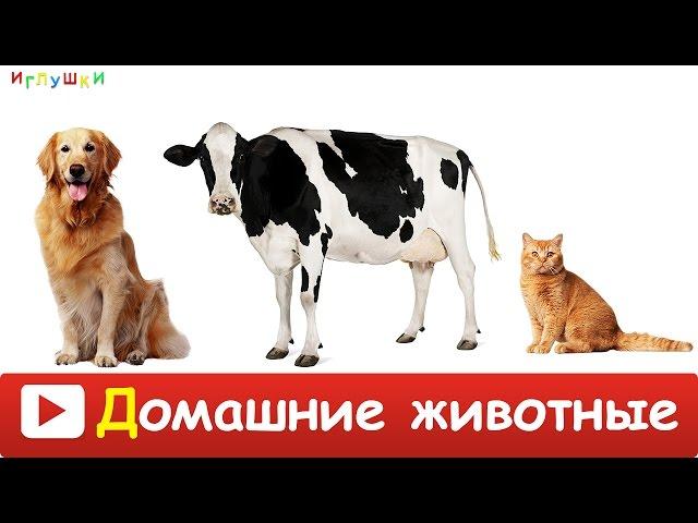 [ ДОМАШНИЕ ЖИВОТНЫЕ для ДЕТЕЙ ] с ГОЛОСАМИ. Развивающие ВИДЕО про животных для детей в HD