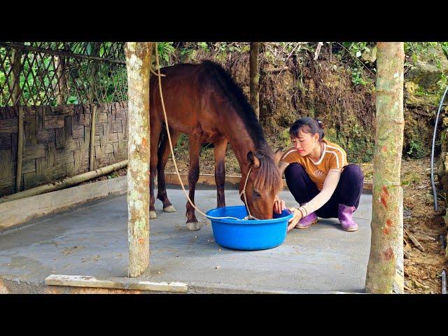 120 days of horse care and gardening | farm construction - Ban Thi Diet