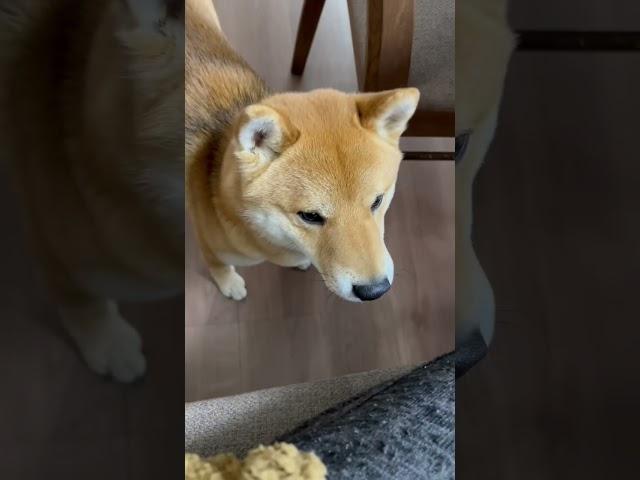 とうとう人間と会話が成立しはじめた柴犬　#柴犬