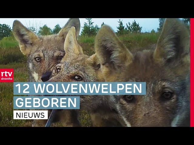 Nu 22 wolven in totaal & ouderwets handjeklap op Rodermarkt | Drenthe Nu