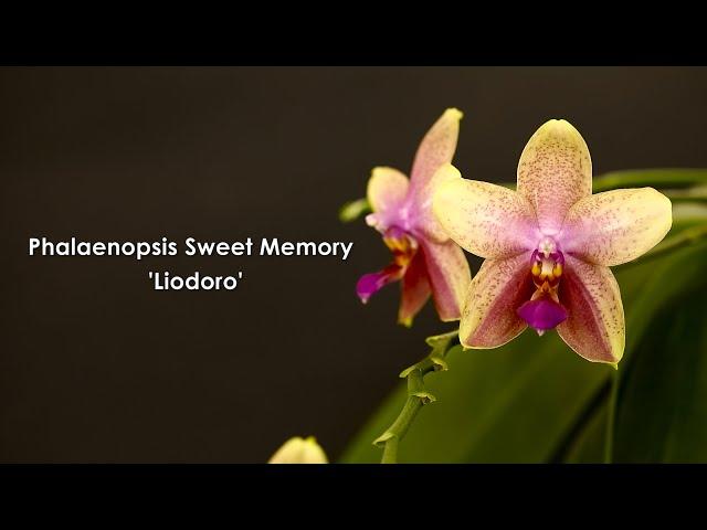 Phalaenopsis Sweet Memory "Liodoro" Spotlight - #GVBFOS2020