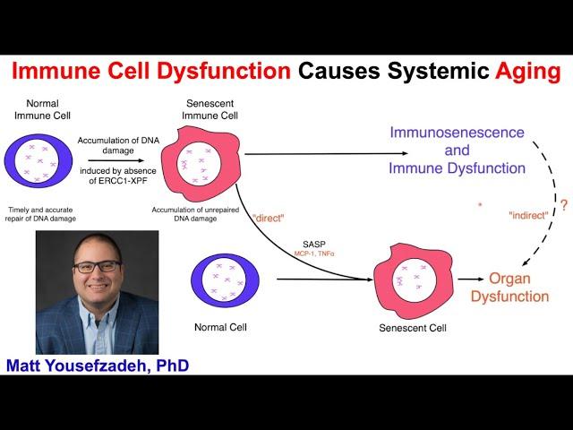 Immune Cell Dysfunction Causes Aging: Matt Yousefzadeh, PhD