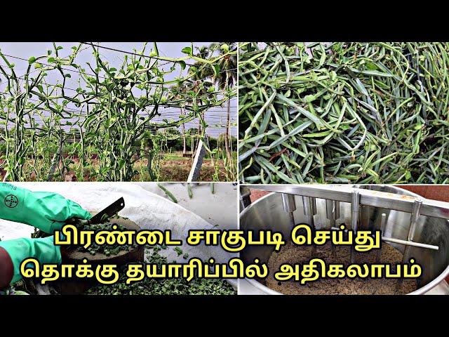 பிரண்டை சாகுபடி செய்து தொக்கு தயாரிப்பில் அதிகலாபம் | Cissus quadrangularis | pirandai | veldt grape